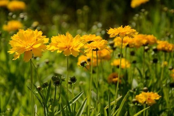 大花金雞菊圖片大全 大花金雞菊什么時候開花
