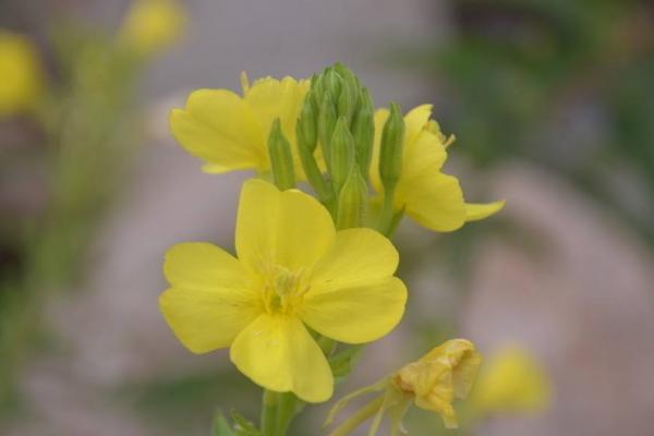 月見草的功效與作用及禁忌 月見草藥用價值