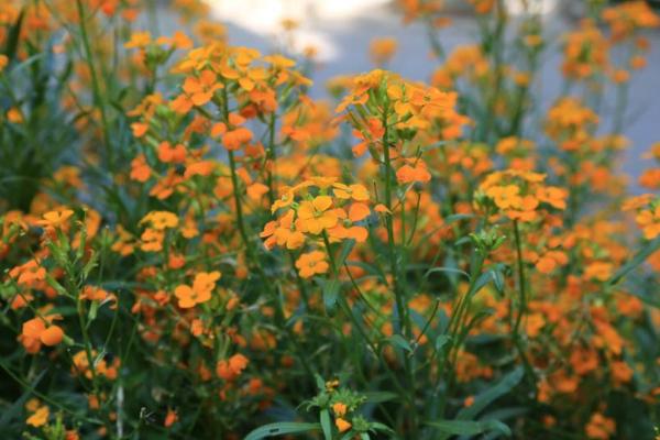 桂竹香和油菜花的區(qū)別是什么 桂竹香的養(yǎng)殖方法和注意事項(xiàng)