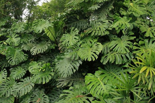 春羽葉子發黃怎么辦  春羽葉子腐爛怎么辦