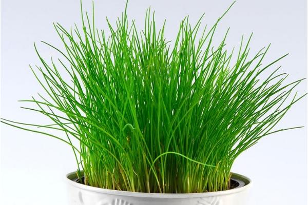 小香蔥和分蔥的區別是什么 四季種植小香蔥的方法