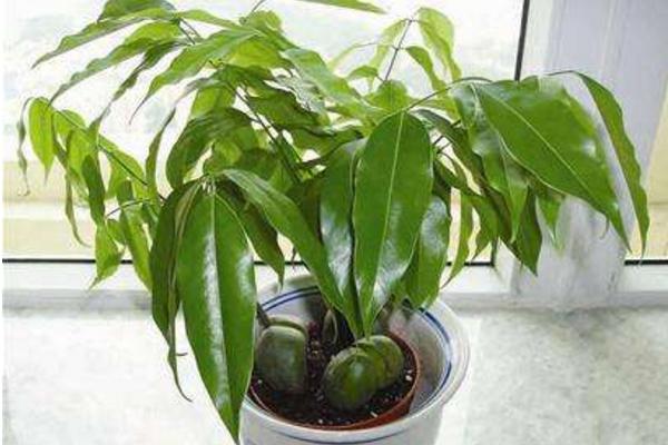 綠元寶作用與市場價值 綠元寶的家庭養殖方法和注意事項