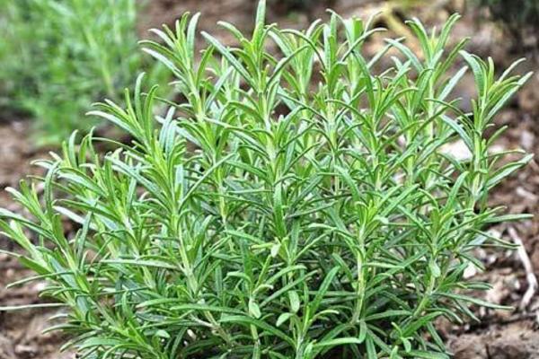 藥用迷迭香產(chǎn)地在哪里 迷迭香有什么價值