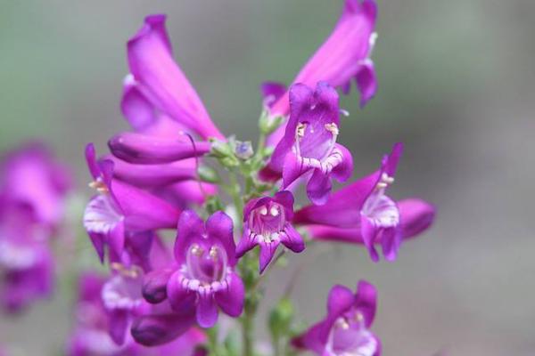 釣鐘柳種子市場價格多少錢一斤 釣鐘柳的養殖方法和注意事項