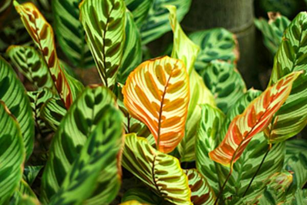 貓眼竹芋怎么澆水 貓眼竹芋多久澆一次水