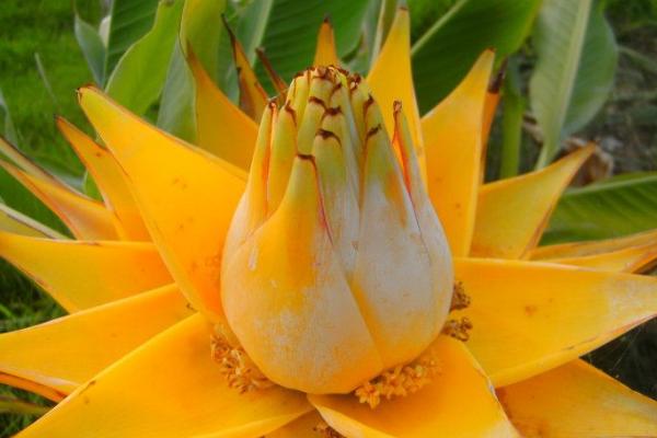 地涌金蓮怎么種 地涌金蓮種植方法與注意事項