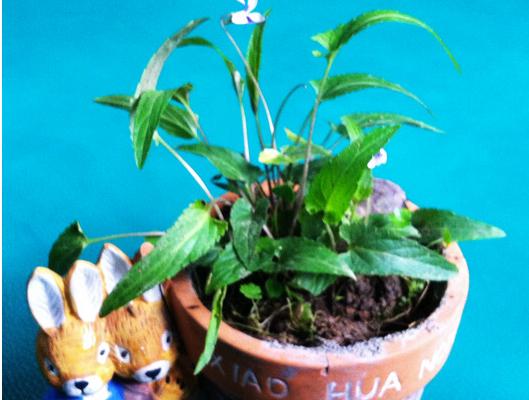 紫花地丁種子怎么種 紫花地丁種植方法與注意事項(xiàng)