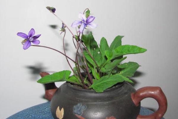 紫花地丁種子怎么種 紫花地丁種植方法與注意事項(xiàng)