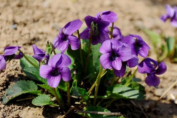 紫花地丁種子怎么種 紫花地丁種植方法與注意事項(xiàng)