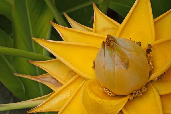 地涌金蓮怎么種 地涌金蓮種植方法與注意事項