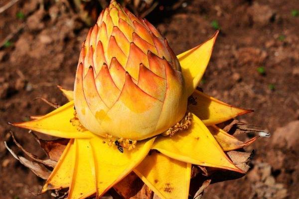 地涌金蓮怎么種 地涌金蓮種植方法與注意事項