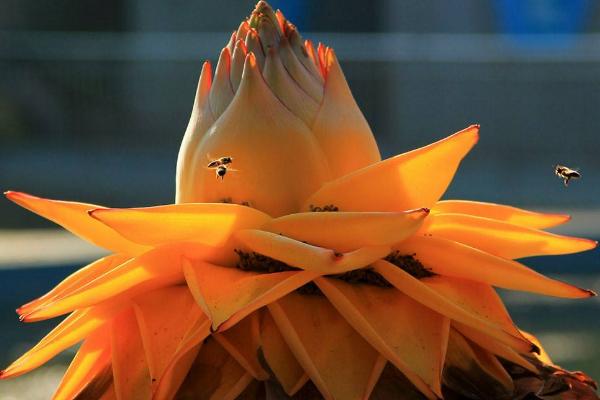 地涌金蓮怎么種 地涌金蓮種植方法與注意事項