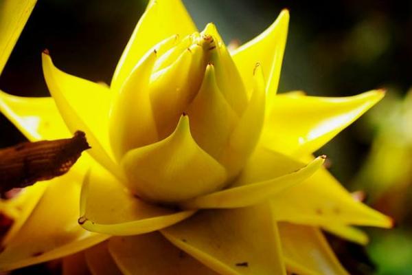 地涌金蓮怎么種 地涌金蓮種植方法與注意事項