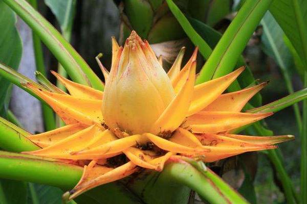 地涌金蓮怎么種 地涌金蓮種植方法與注意事項