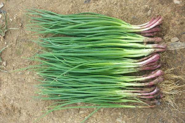 家庭陽臺盆栽種小香蔥的方法 家庭陽臺盆栽種小香蔥的注意事項