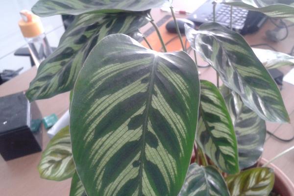 貓眼竹芋圖片大全（含開花） 貓眼竹芋花語及寓意