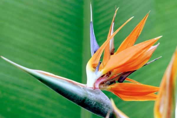 鶴望蘭真假品種鑒別方法 鶴望蘭的養殖方法和注意事項