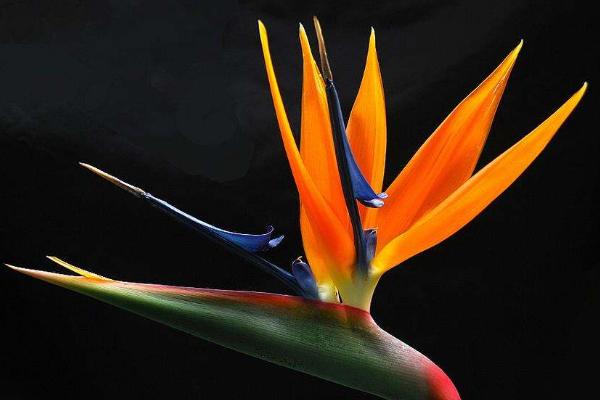 鶴望蘭真假品種鑒別方法 鶴望蘭的養(yǎng)殖方法和注意事項