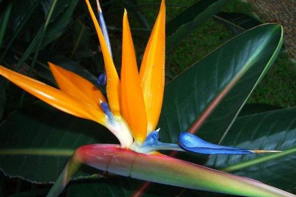 鶴望蘭真假品種鑒別方法 鶴望蘭的養(yǎng)殖方法和注意事項