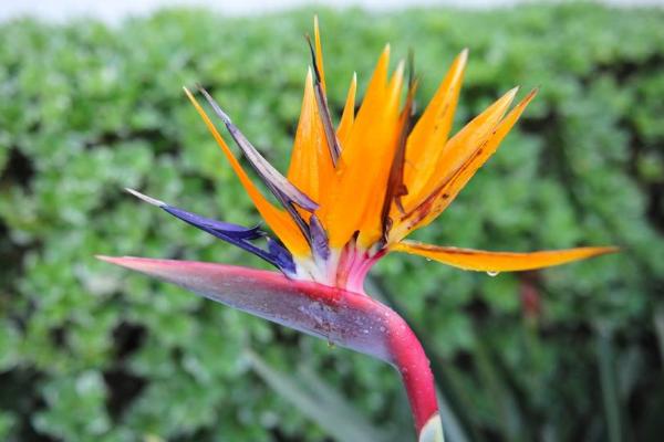 鶴望蘭真假品種鑒別方法 鶴望蘭的養(yǎng)殖方法和注意事項