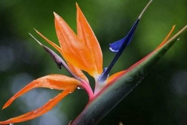 鶴望蘭真假品種鑒別方法 鶴望蘭的養(yǎng)殖方法和注意事項