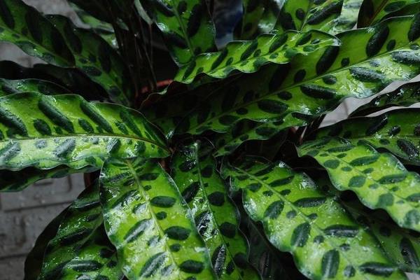 貓眼竹芋葉子發黃怎么辦 為什么貓眼竹芋葉子不豎起來