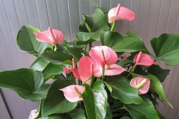 粉掌怎么養 粉掌養殖方法與注意事項