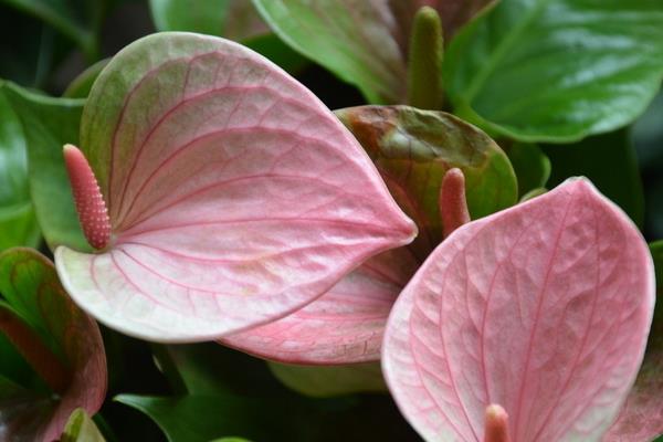 粉掌市場價格多少錢一盆  粉掌的作用