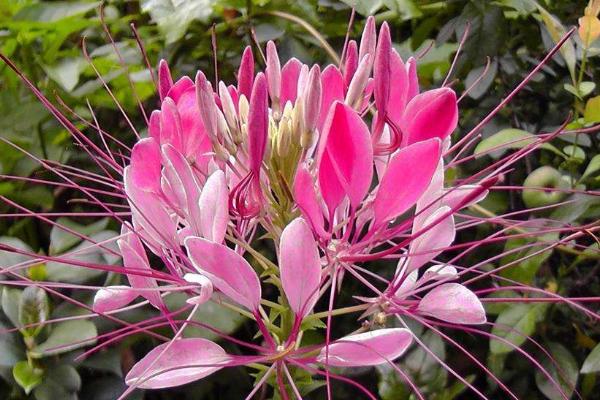 醉蝶花什么時候種 醉蝶花播種時間