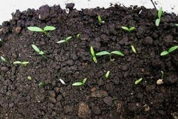 醉蝶花什么時候種 醉蝶花播種時間