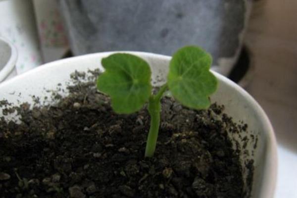 醉蝶花什么時候種 醉蝶花播種時間