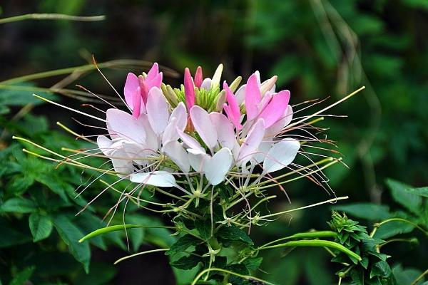 醉蝶花什么時候種 醉蝶花播種時間