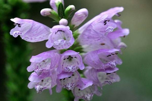 隨意草怎么種 隨意草種植方法與注意事項