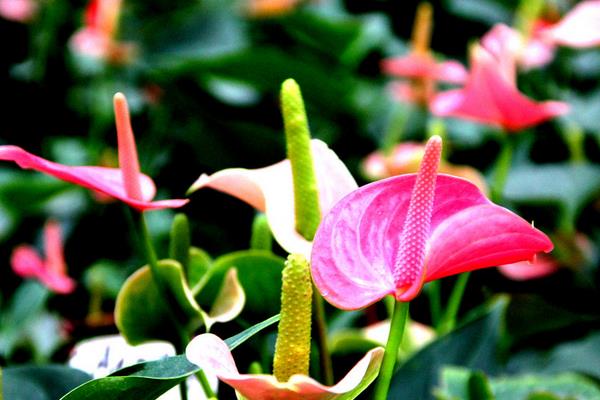 粉掌擺放在家庭哪個位置好（風水作用）  粉掌代表什么意思