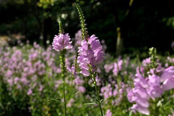 隨意草怎么種 隨意草種植方法與注意事項
