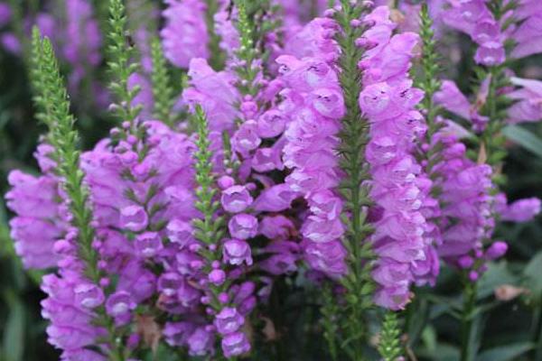 隨意草怎么種 隨意草種植方法與注意事項