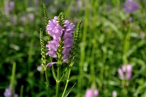 隨意草怎么種 隨意草種植方法與注意事項
