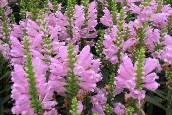 隨意草怎么種 隨意草種植方法與注意事項