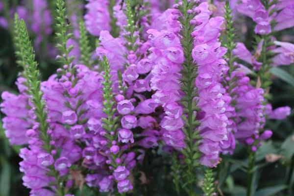 隨意草怎么種 隨意草種植方法與注意事項