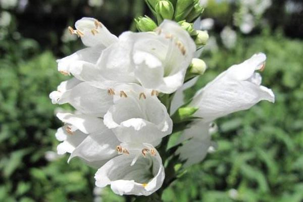 隨意草怎么種 隨意草種植方法與注意事項