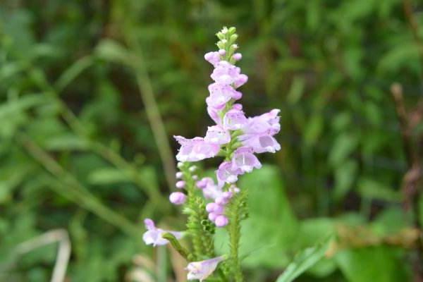 隨意草怎么種 隨意草種植方法與注意事項