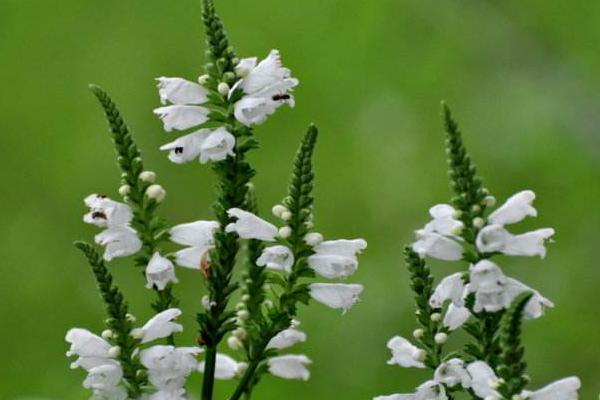 隨意草怎么種 隨意草種植方法與注意事項