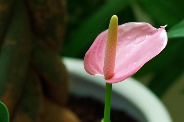 粉掌圖片大全 粉掌花語及寓意