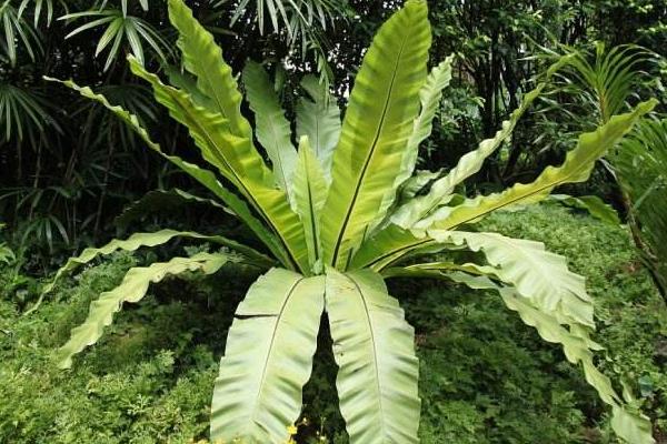 鳥巢蕨作用及市場價值 鳥巢蕨的養殖方法和注意事項