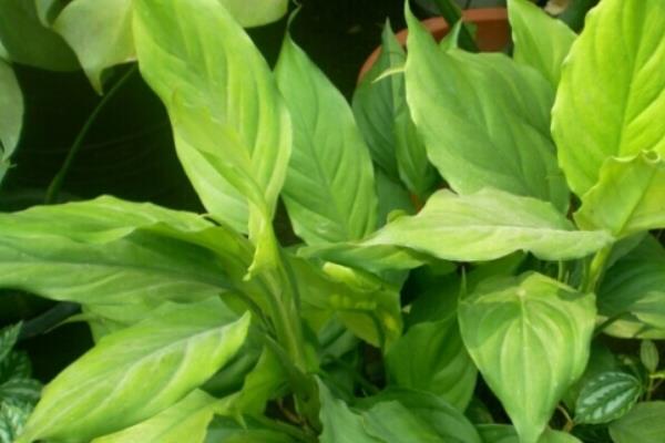 廣東萬年青圖片大全 廣東萬年青繁殖方法