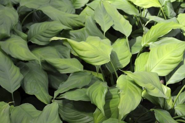 廣東萬年青怎么澆水（幾天澆一次）  廣東萬年青葉子發黃怎么辦