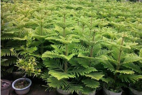 南洋杉開花嗎（什么時候開） 南洋杉的作用有哪些