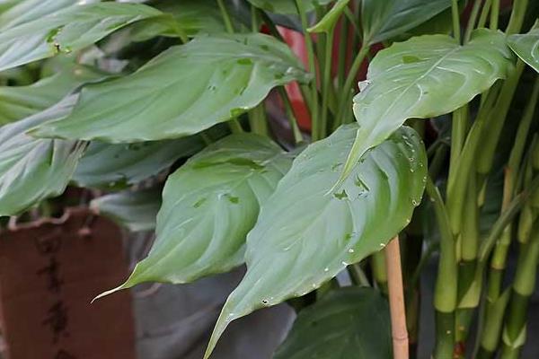 廣東萬年青吸甲醛嗎 廣東萬年青能凈化空氣嗎