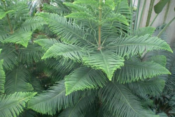 南洋杉有毒嗎 南洋杉能在家庭臥室養嗎