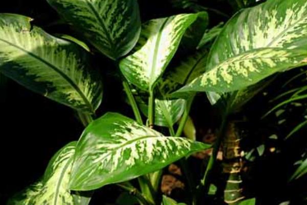 花葉萬年青怎么養 花葉萬年青養殖方法與注意事項